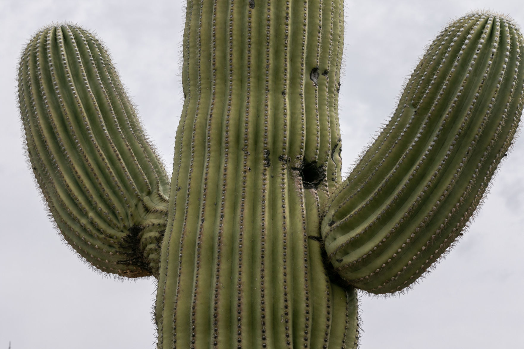Woodpecker Holes
